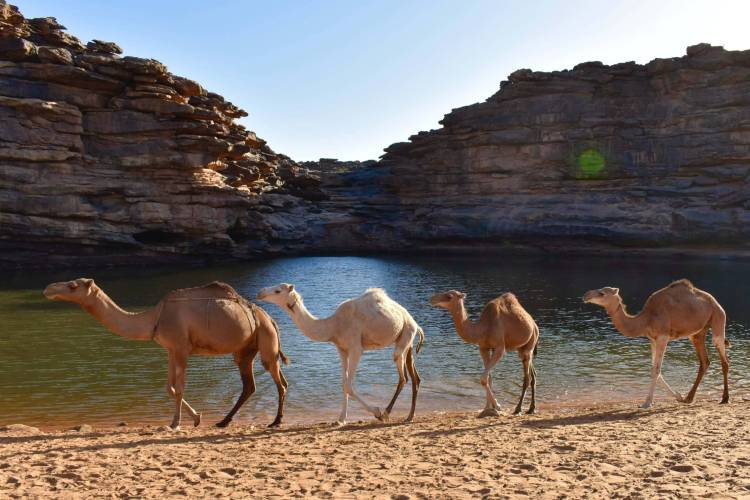RB 41 Mauritanie